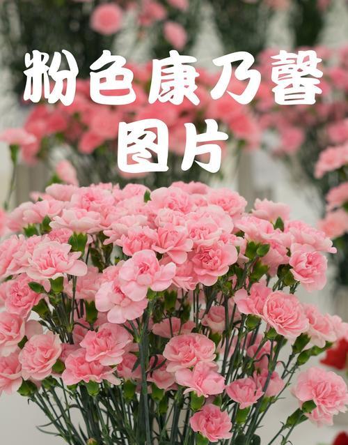 淡雅无香的花语通常表达什么？