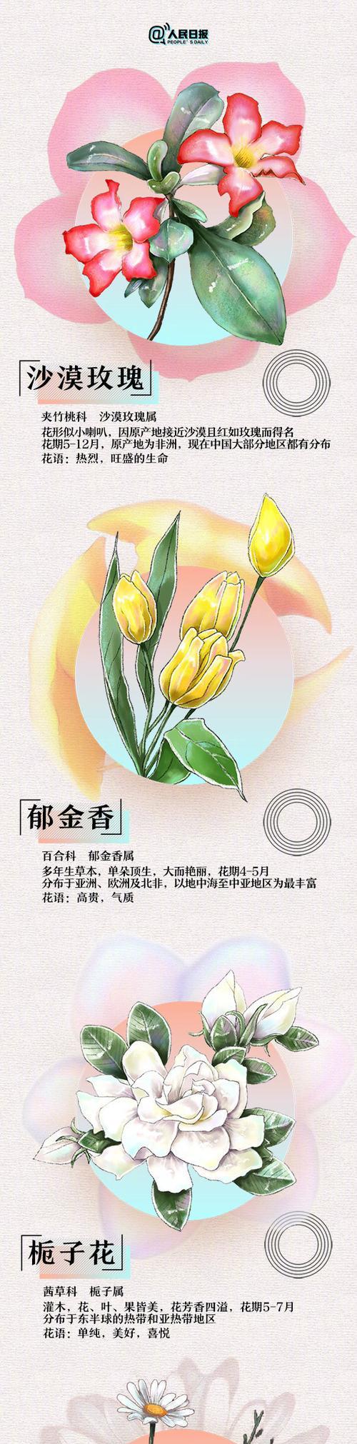 百花皆有花语是什么意思？每种花都有什么寓意？