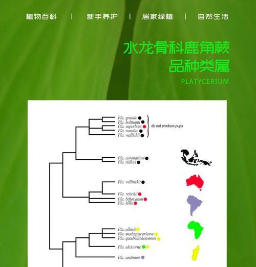 鹿角蕨的花语是什么？鹿角蕨有哪些特殊含义？