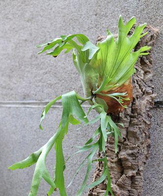 鹿角蕨的花语是什么？鹿角蕨有哪些特殊含义？