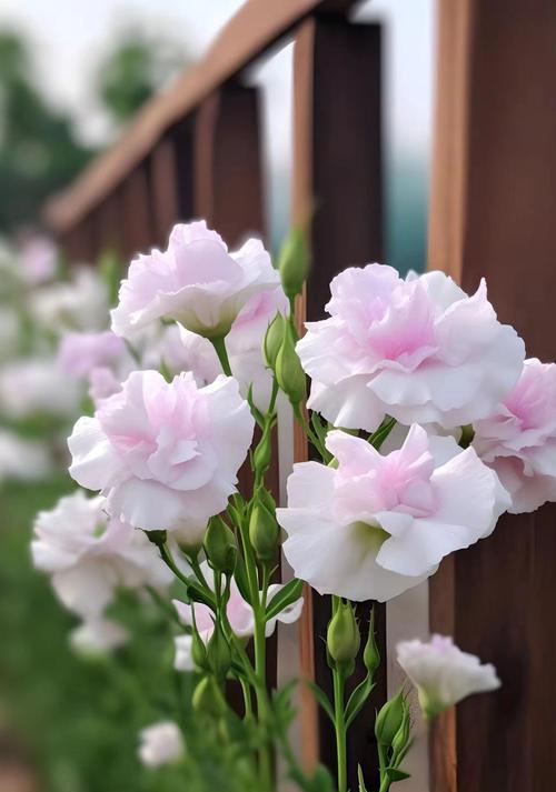 绿色桔梗的花语代表什么？
