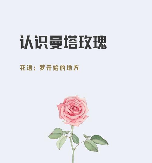 大骨头的花语是什么？大骨头花束在花语中代表了什么？