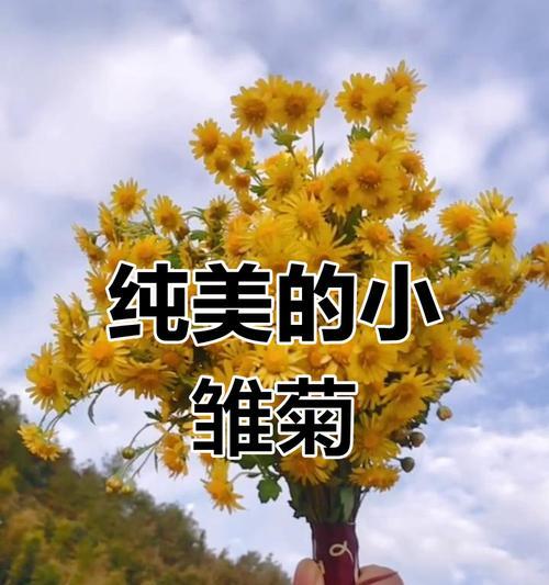 雏菊搭配的花语代表什么？如何理解雏菊的花语含义？