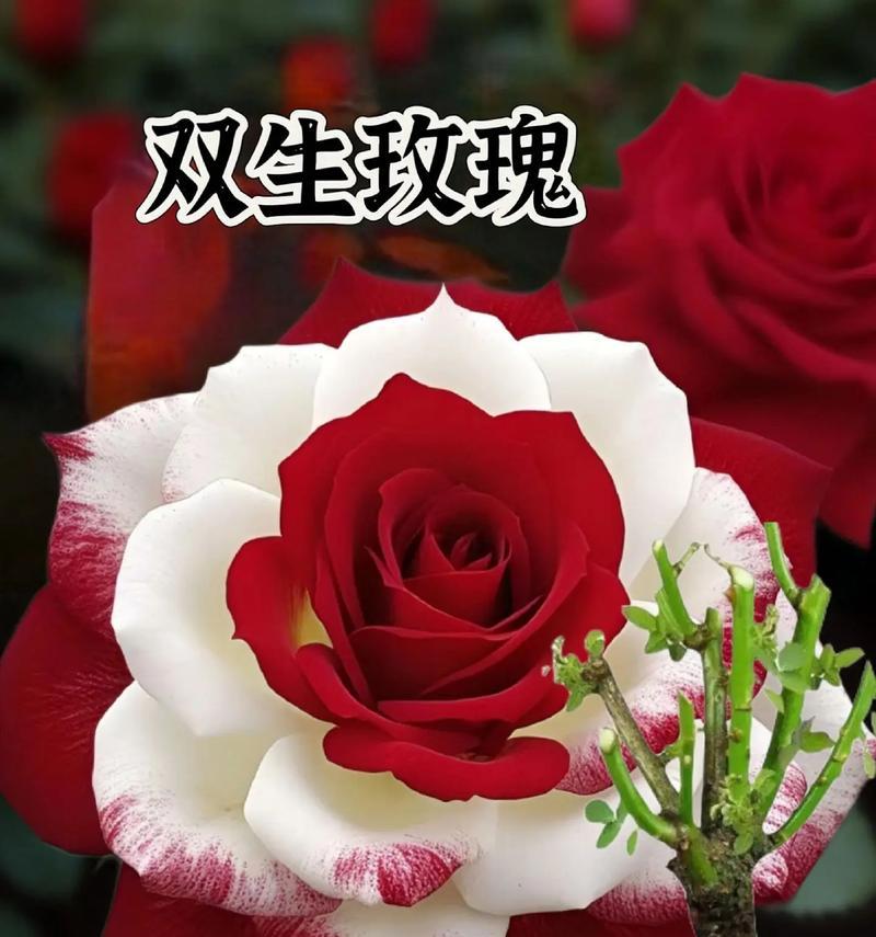 52朵玫瑰花的寓意是什么？