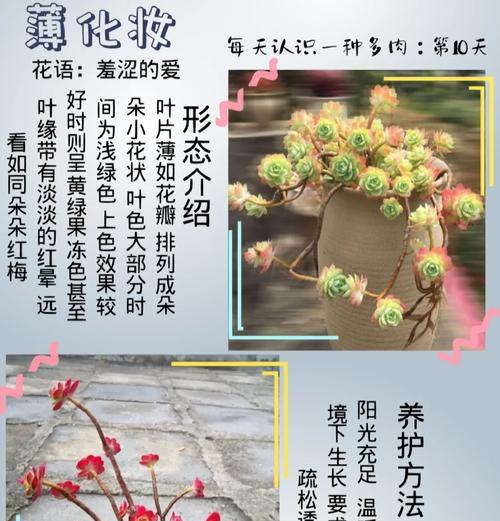 红梅的花语含义是什么？它代表了什么？