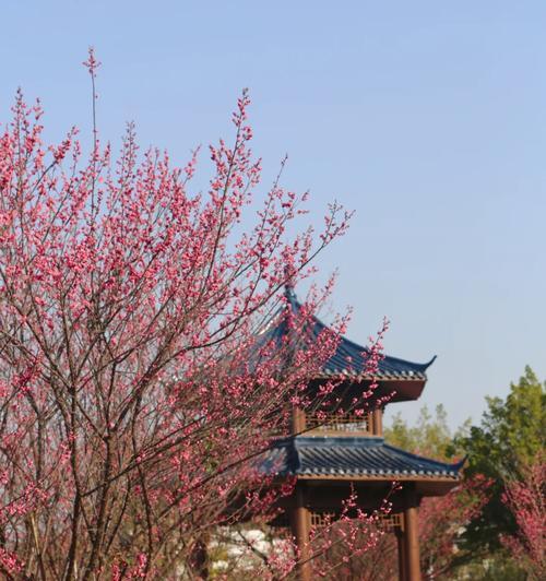 红梅的花语含义是什么？它代表了什么？