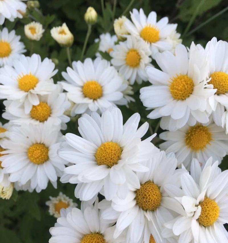 花语黄菊和白菊的区别是什么？黄菊和白菊的花语有何不同？