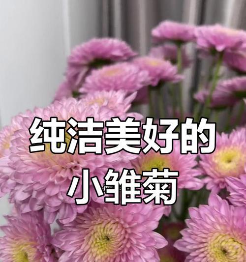 小雏菊与玫瑰搭配的花语是什么？