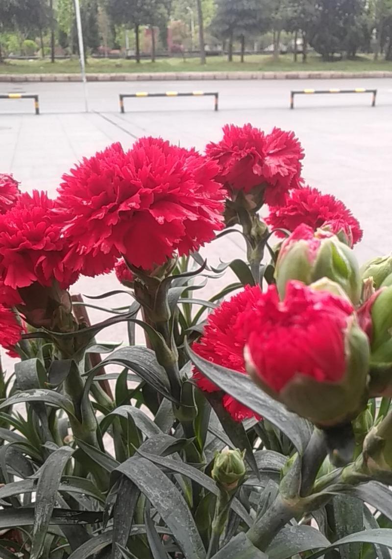 红色康乃馨通常表达什么花语？它的含义是什么？