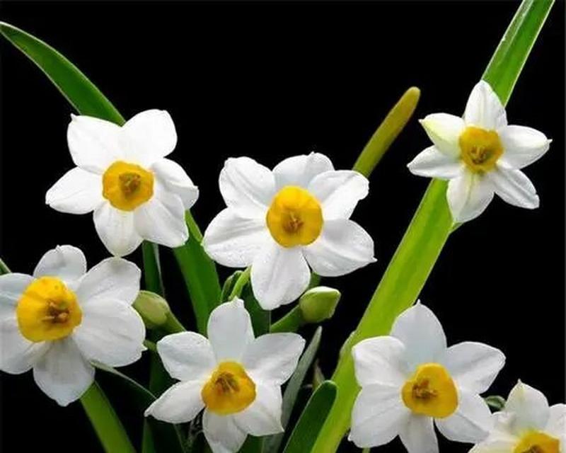 水仙花的花语有哪些含义？