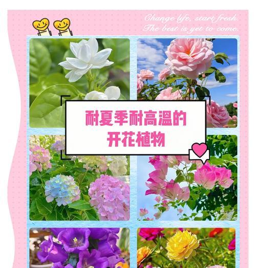 夏天常见的花卉及其花语有哪些？