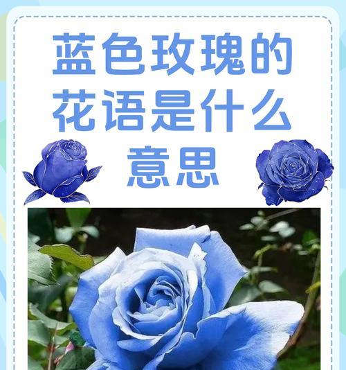 吉祥花语在网络用语中是什么意思？花语吉祥代表什么？