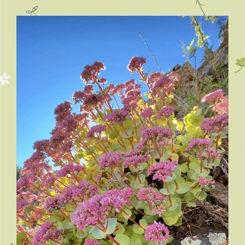 吉祥花语在网络用语中是什么意思？花语吉祥代表什么？