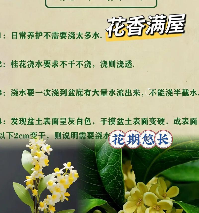 冬天的桂花花语有哪些？冬天的桂花花语代表什么？