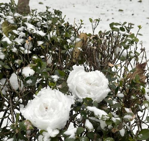 南方的雪玫瑰代表什么情感？