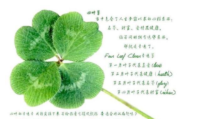 绿色花语代表什么？哪种花的花语与绿色相关？