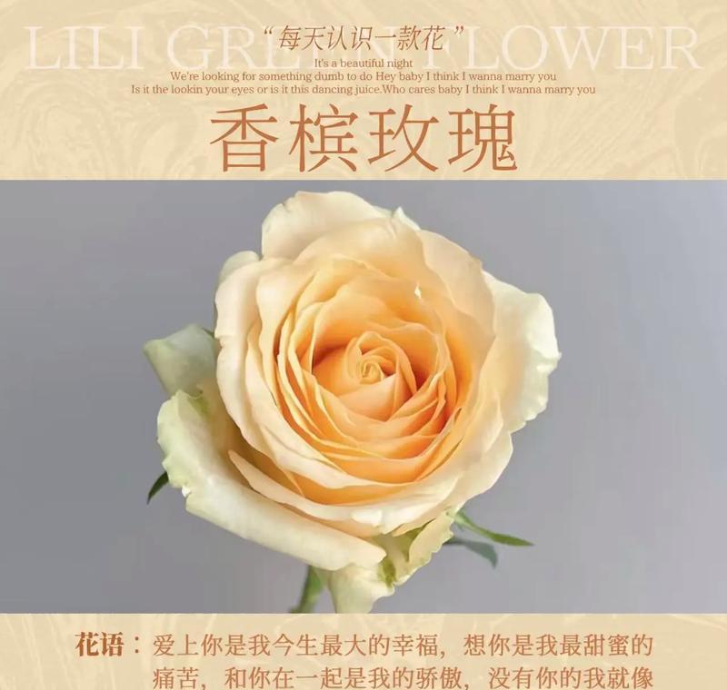 玫瑰花语代表了什么？