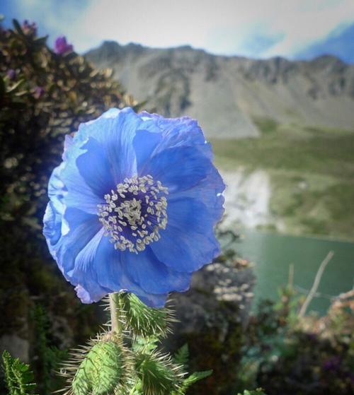 淡蓝色茉莉花的花语是什么？它传达了哪些情感？