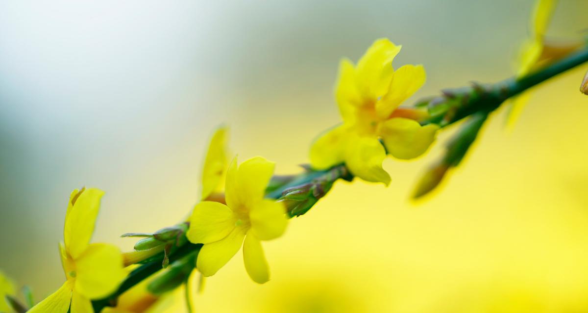 一月开什么花花语是春天？一月的花卉有哪些春天的寓意？