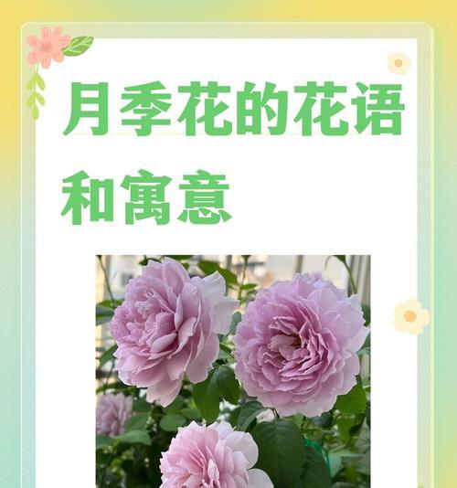 毕业时男生应送哪种花？它的花语有何寓意？