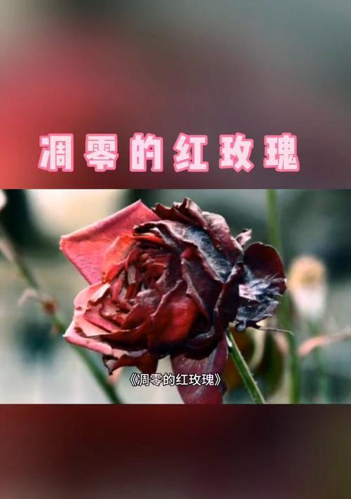 凋零玫瑰的花语代表什么？凋零玫瑰花语的含义是什么？