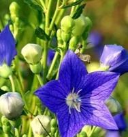 真诚的爱的花语是什么？哪种花代表真诚的爱？