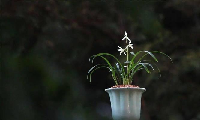 古幽兰花花语是什么意思啊？古幽兰花的花语有哪些特别之处？