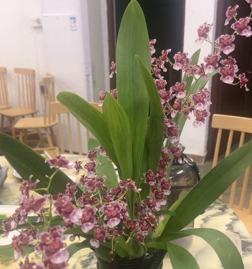 古幽兰花花语是什么意思啊？古幽兰花的花语有哪些特别之处？