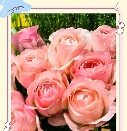 爱的玫瑰花语是什么花啊？玫瑰花代表了哪些爱情含义？