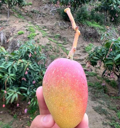 送朋友芒果花语是什么呢？芒果代表的含义是什么？