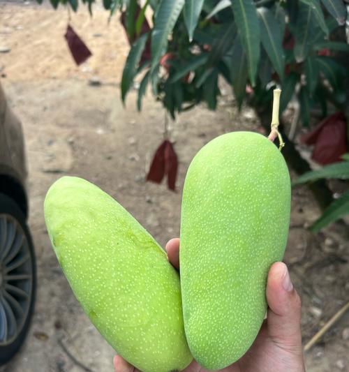 送朋友芒果花语是什么呢？芒果代表的含义是什么？