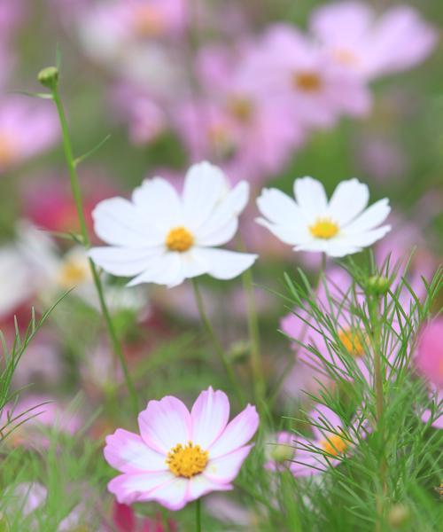 送花给生病的人有何花语含义？