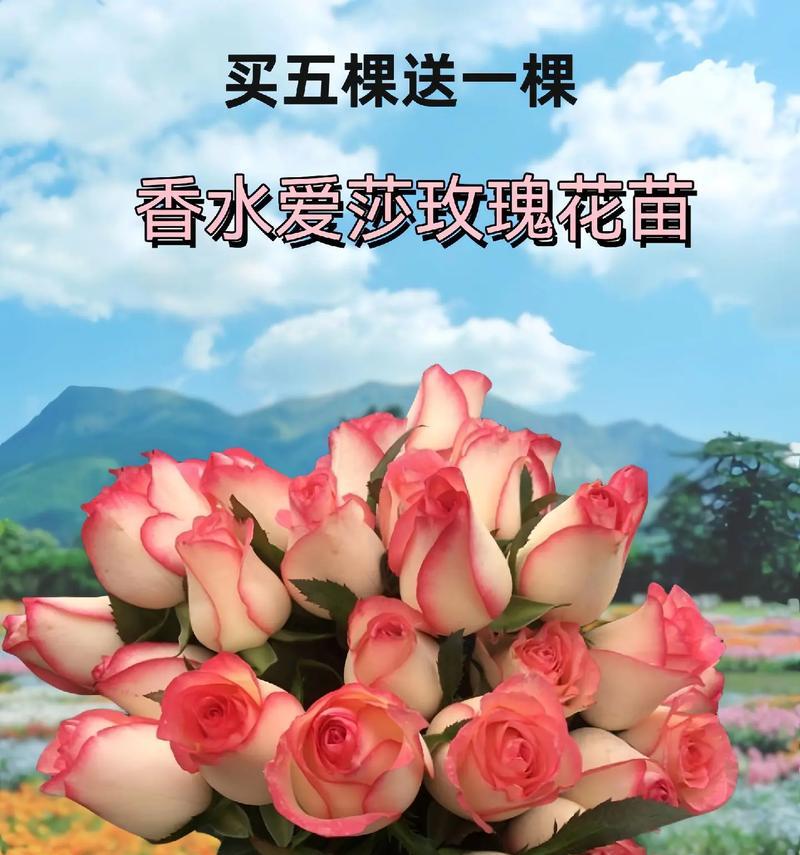 艾莎玫瑰送老师有何深意？它的花语是什么？