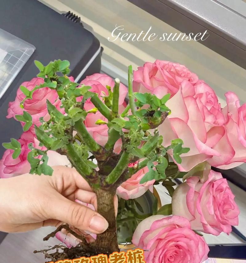 艾莎玫瑰送老师有何深意？它的花语是什么？