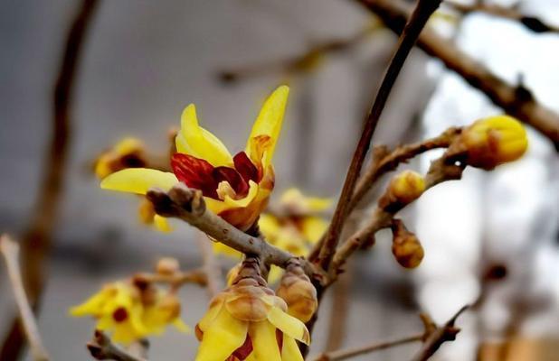 蕙兰高风亮节的花语有何深意？它象征着什么？