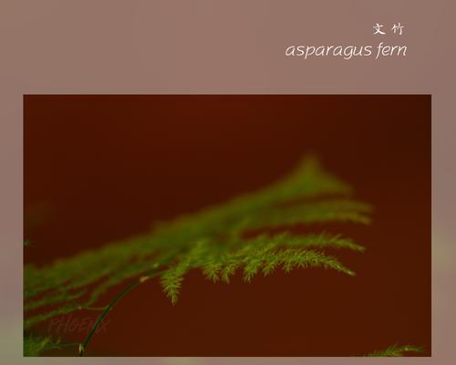 蕙兰高风亮节的花语有何深意？它象征着什么？
