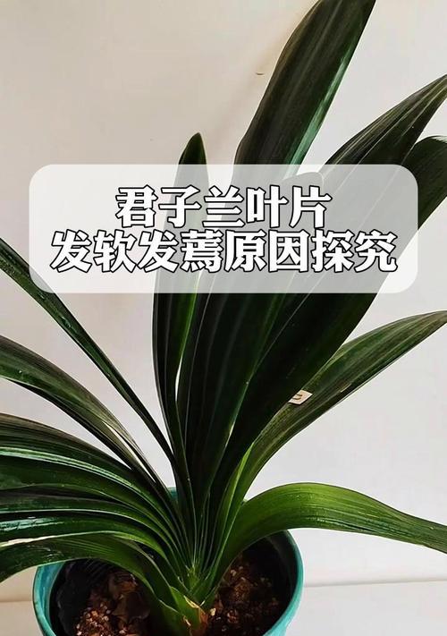 君子兰浇透水后叶子发黄的解决方法是什么？