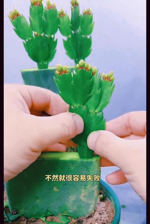 仙人球嫁接成功的表现是什么？嫁接后如何护理以确保成活？