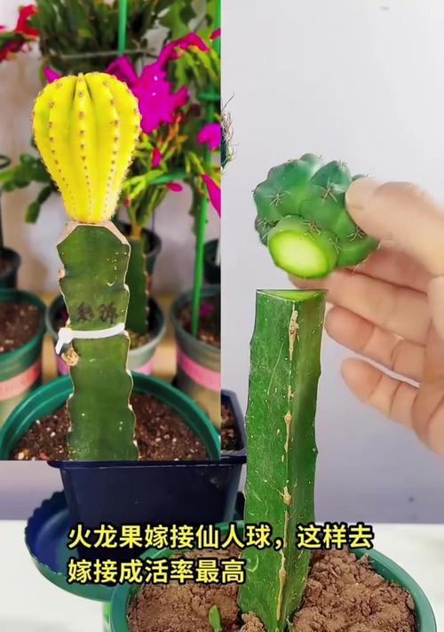 仙人球嫁接成功的表现是什么？嫁接后如何护理以确保成活？