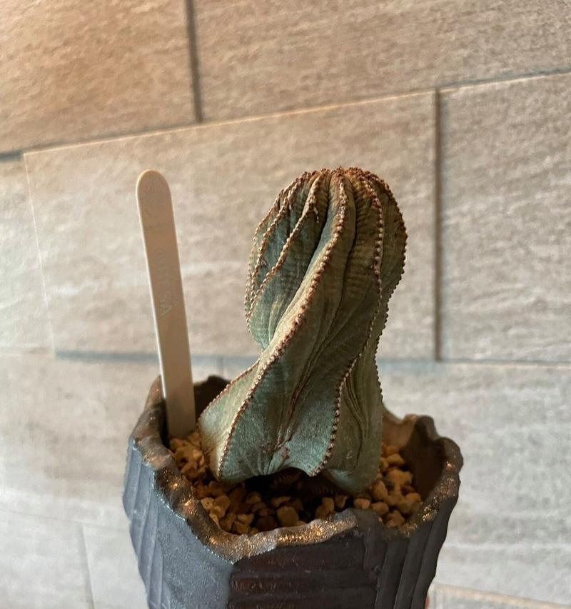 仙人球嫁接成功的表现是什么？嫁接后如何护理以确保成活？