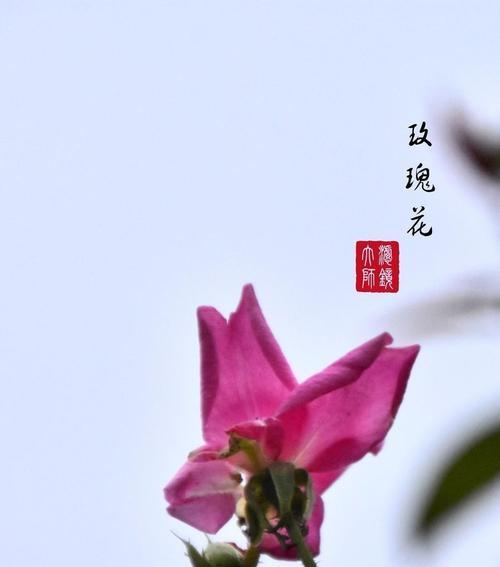 杨柳下种植玫瑰花的方法有哪些？