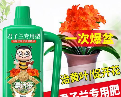 君子兰自家肥料的正确使用方法是什么？使用后多久见效？