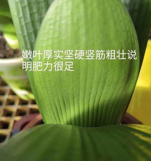 君子兰自家肥料的正确使用方法是什么？使用后多久见效？