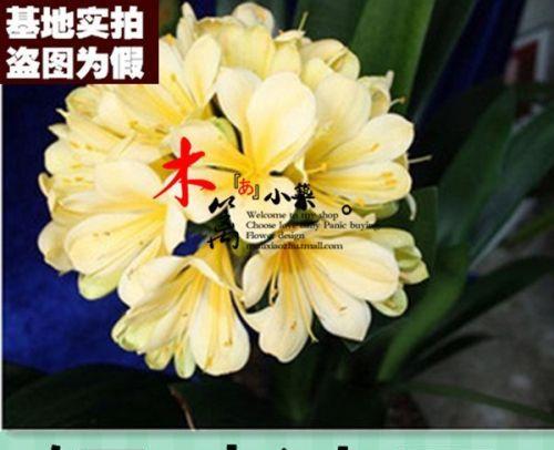 君子兰椭圆型种球如何种植？种植过程中有哪些技巧？