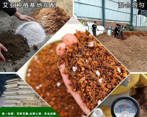 君子兰椭圆型种球如何种植？种植过程中有哪些技巧？