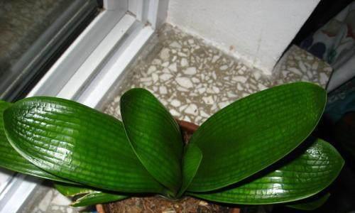 君子兰椭圆型种球如何种植？种植过程中有哪些技巧？