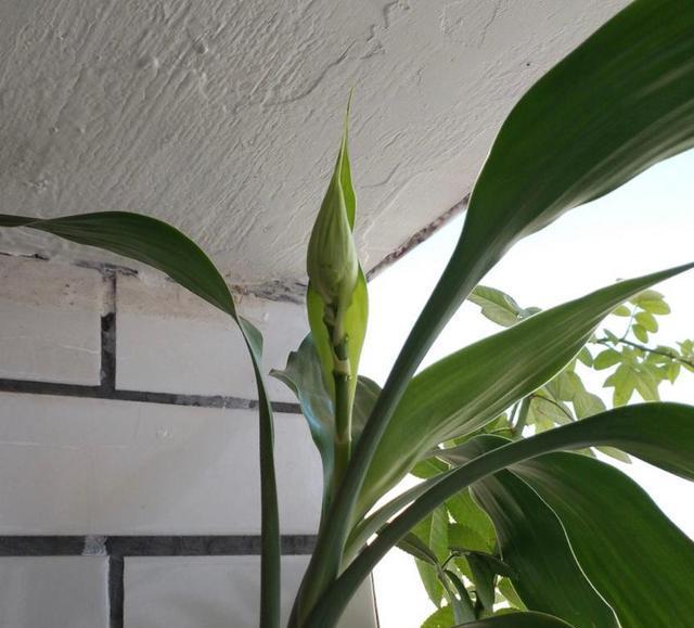 海葵仙人掌开花的条件？如何促进其开花？