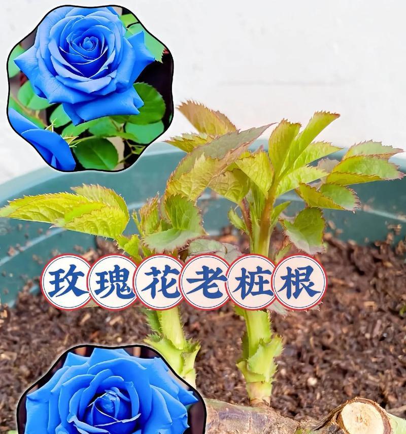 纯玫瑰花老桩怎么养？如何保持其旺盛生长？