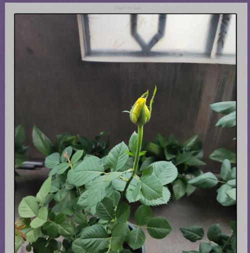 纯玫瑰花老桩怎么养？如何保持其旺盛生长？