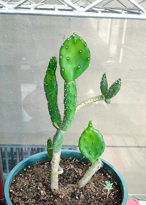 仙人掌开花前浇水的正确方式是什么？